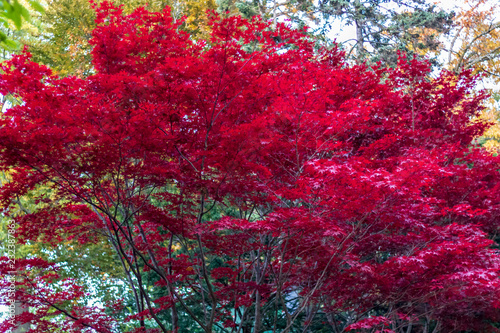 Obraz na płótnie Looking up at a red Japaneese maple tree in autumn months w salonie