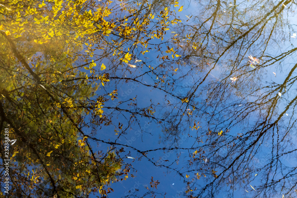 Autumn trees reflecting in a calm pond on a sunny morning in Toronto, Ontario
