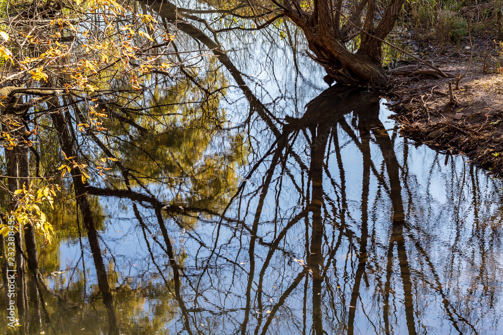 Autumn trees reflecting in a calm pond on a sunny morning in Toronto, Ontario