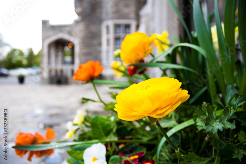 Photography Flowers - Casa Loma