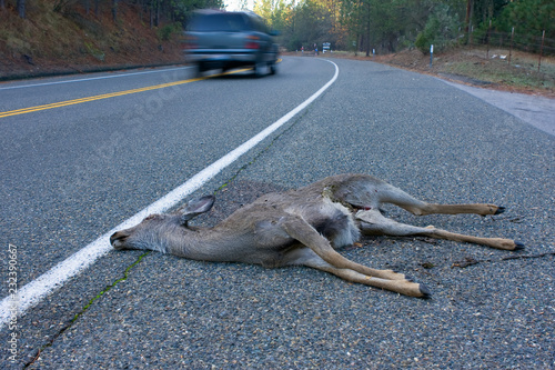 Road Kill