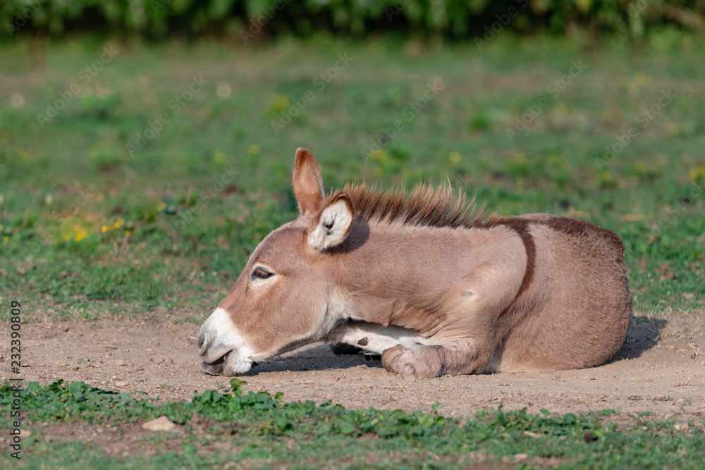Playful young donkey playing in the dirt with a shallow depth of field and copy space Playful young donkey playing in the dirt with a shallow depth of field and copy space