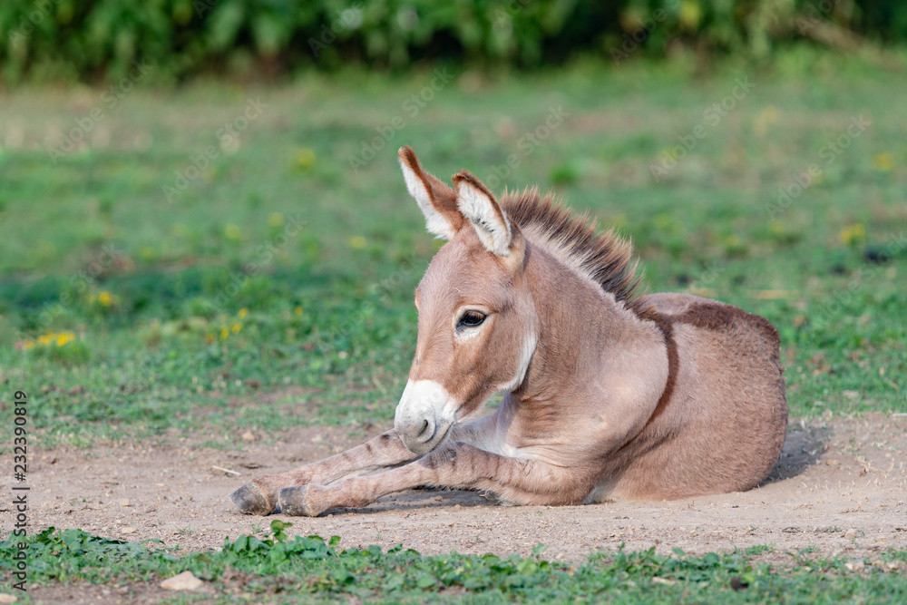 Playful young donkey playing in the dirt with a shallow depth of field and copy space Playful young donkey playing in the dirt with a shallow depth of field and copy space