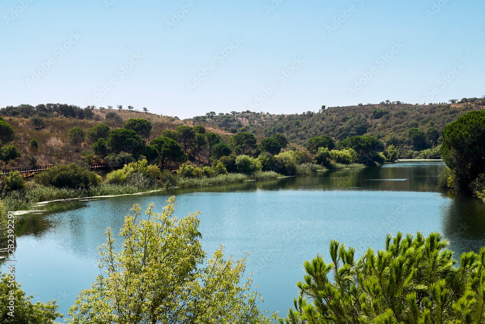 Fototapeta premium River in the florest