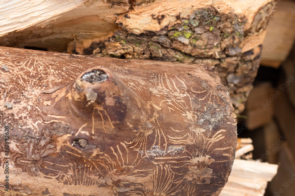 A piece of dry diseased wood from a tree cut down to help stop the transmition of the bugs that have left the grooved lines around the tree trunk and caused the bark to fall off.