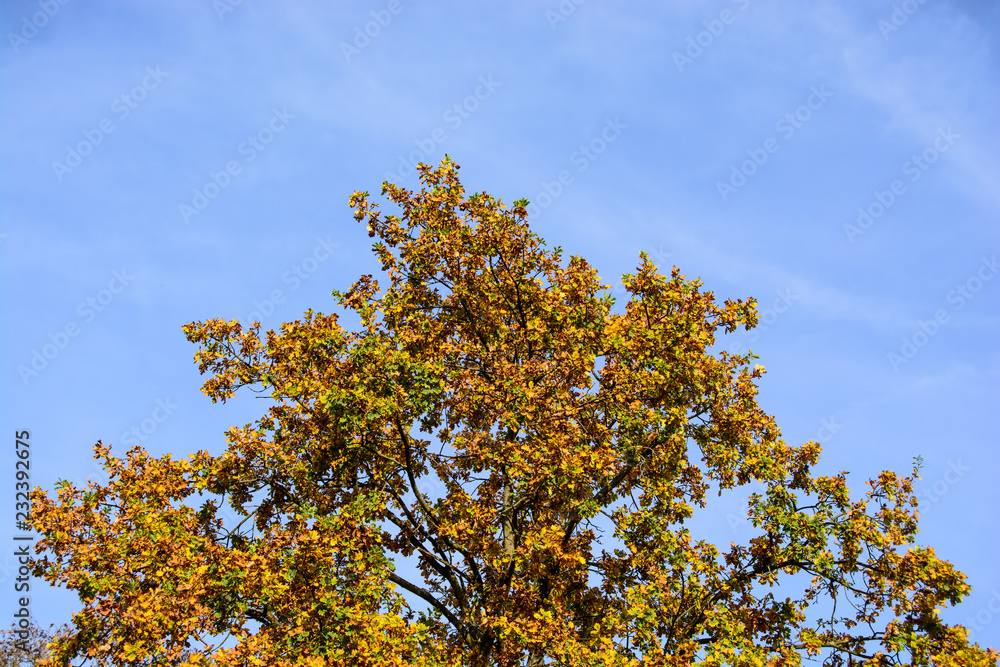 herbstliche Bäume an einem sonnigen Herbsttag mit blauem Himmel