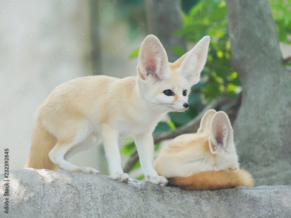 Obraz premium fennec fox, Desert fox, or Vulpes Zerda, alert beautiful small animal. 