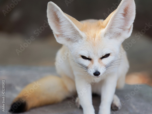 Картината върху платно fennec fox, Desert fox, or Vulpes Zerda, alert beautiful small animal