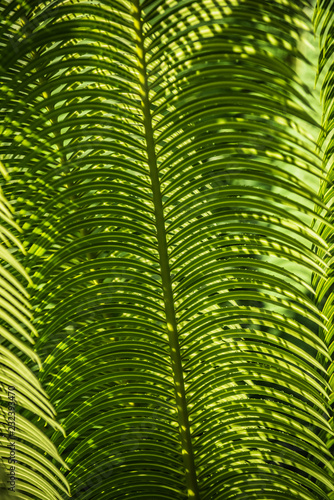 fern palm type plant in South Florida Tropical Garden