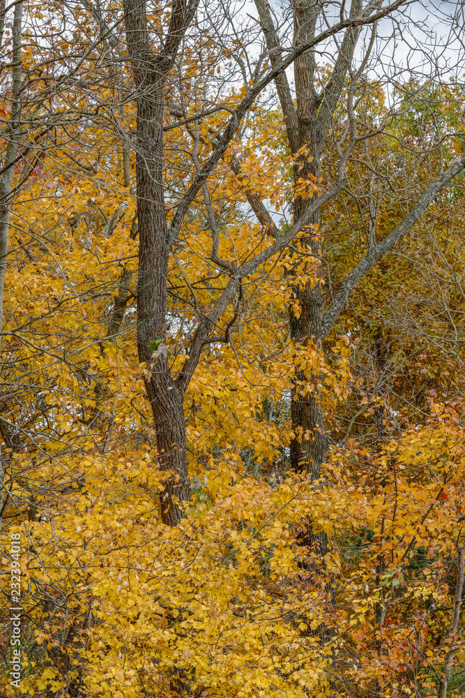 brilliant yellows of the autumn woods