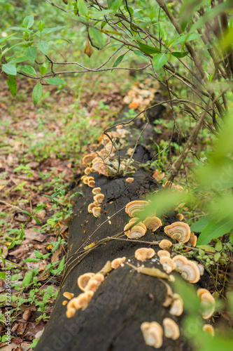 HONGOS