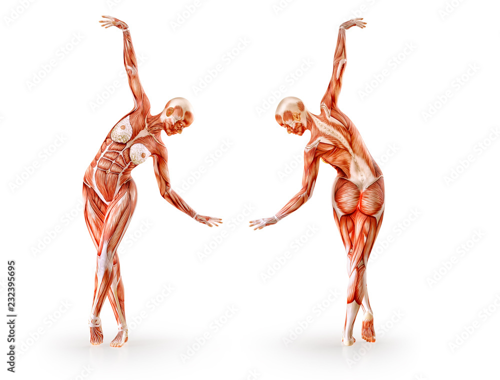 Muscles Anatomy Female Figure Workout Isolated Healthcare Fitness Dancing Diet And Sport Concept 3d Illustration Stock Illustration Adobe Stock