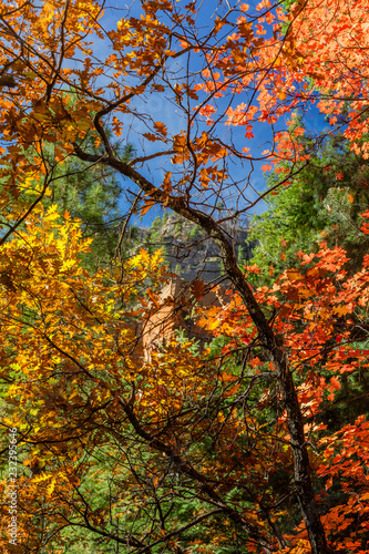 Colorful Autumn leaves frame a sandstone formation along West Fork of Oak Creek.