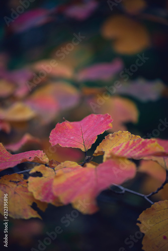 Vibrant gorgeous red  pink  and purple withhazel leaves in Autumn early morning 