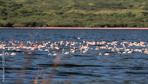 many flamingo in the lake