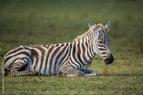 the zebra portrait  © imphilip