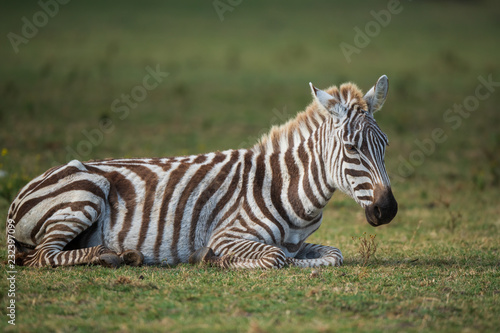 the zebra portrait 