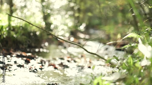 Grass close up shot leading to a river sceny during golden hour in slowmotion photo