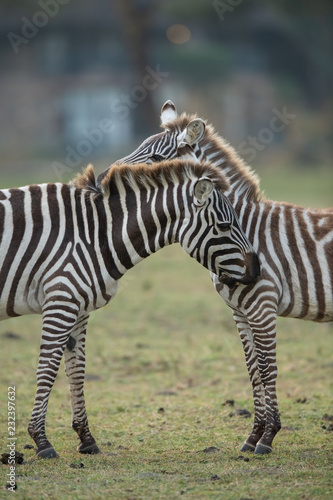 Fototapeta Naklejka Na Ścianę i Meble -  the zebra portrait 
