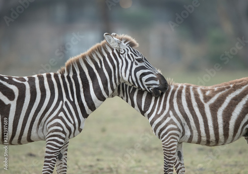Fototapeta Naklejka Na Ścianę i Meble -  the zebra portrait 