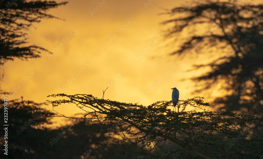 a bird on trees in sunset
