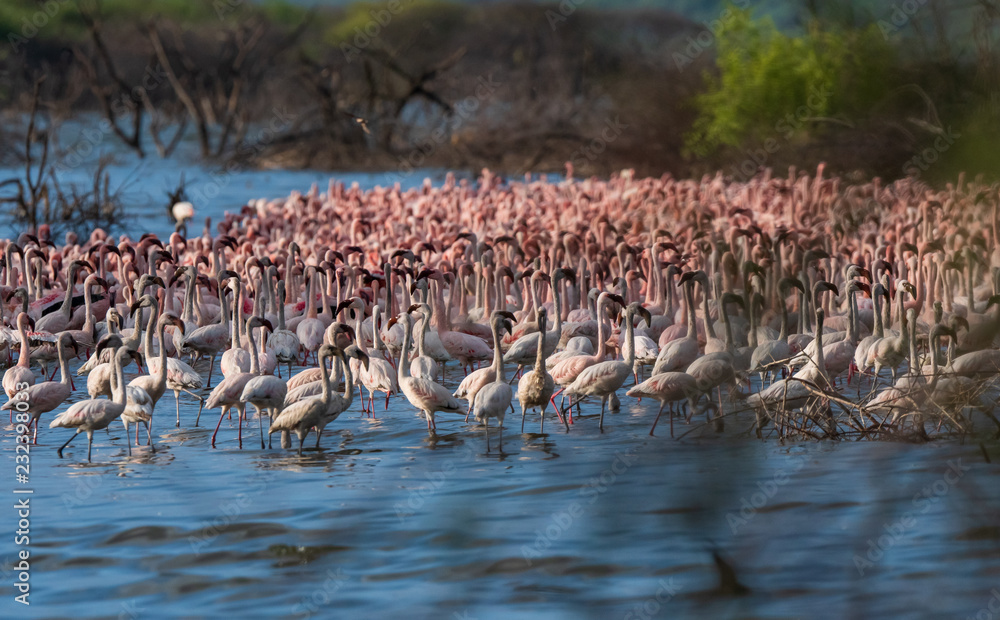 Obraz premium wiele flamingów w jeziorze