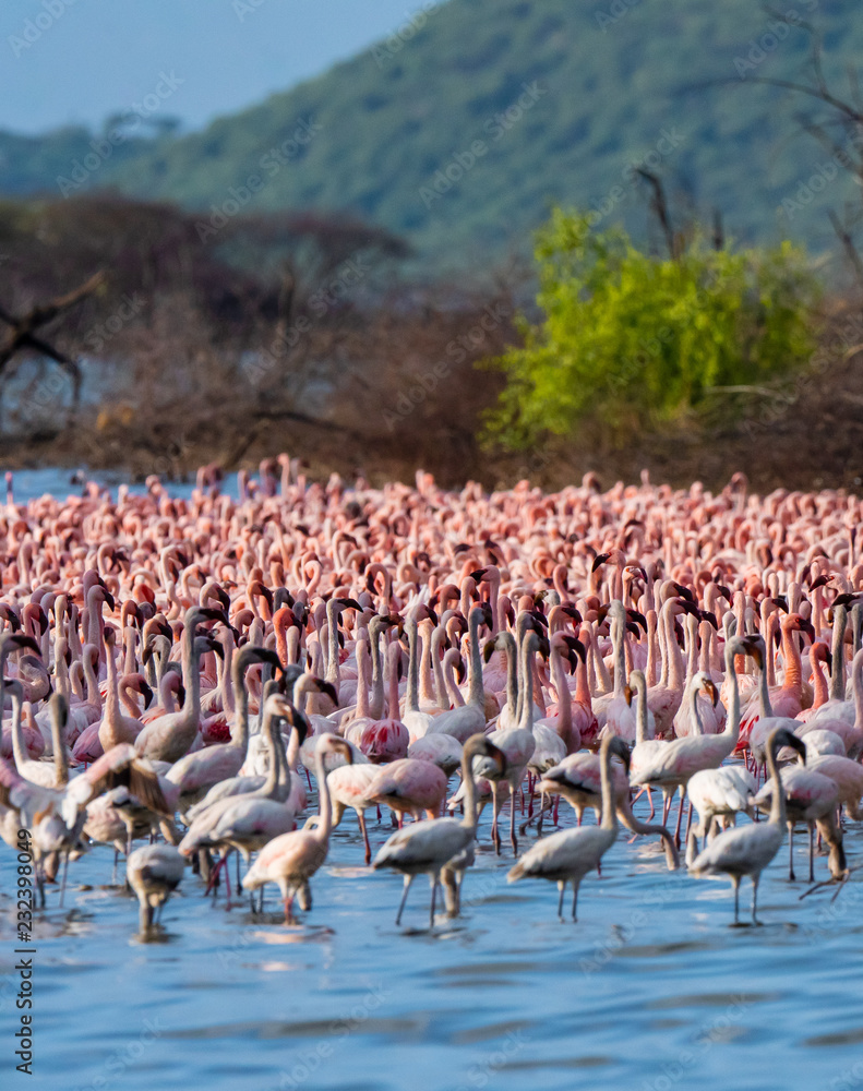 Obraz premium wiele flamingów w jeziorze
