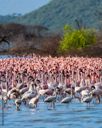 many flamingo in the lake