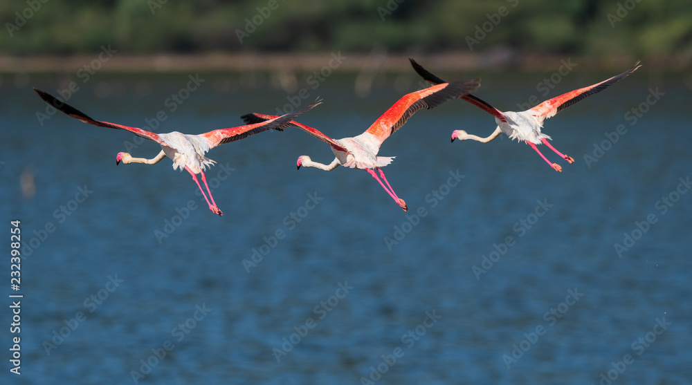 flying flamingo group