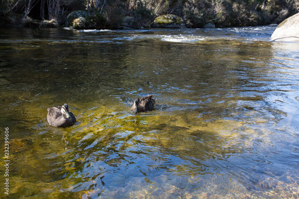 Ducks Thredbo River - Mt Kosciuszko National Park Ducks Thredbo River - Mt Kosciuszko National Park