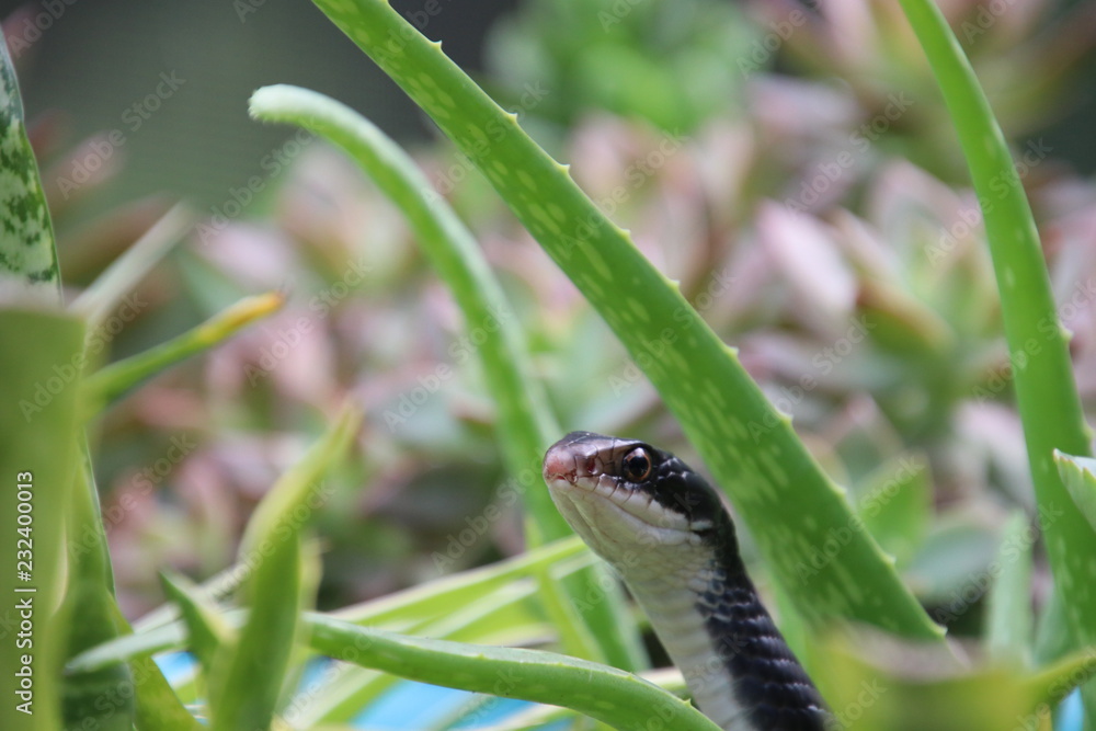 Black racer snake peeking out from potted aloe succulent plant on sunny patio.