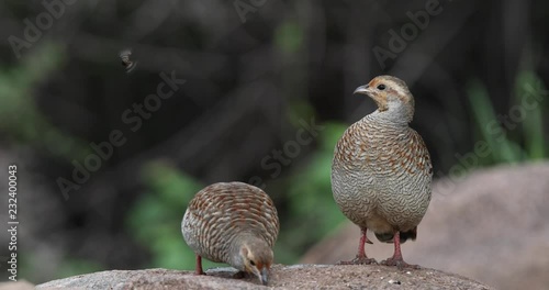 Grey Francolins feeding on grains, Hampi, Daroji Sanctuary, Karnataka, India photo