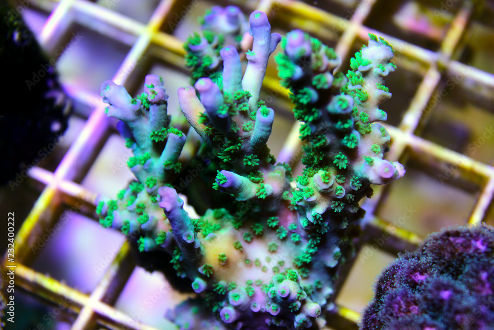 Fototapeta premium Zielony koral Acropora SPS