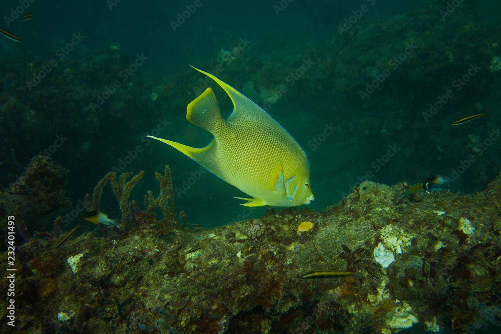 Blue Angelfish on reef off Fort Lauderdale