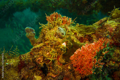 Fototapeta Naklejka Na Ścianę i Meble -  Coral growth on scaffold wreck off Fort Lauderdale Florida