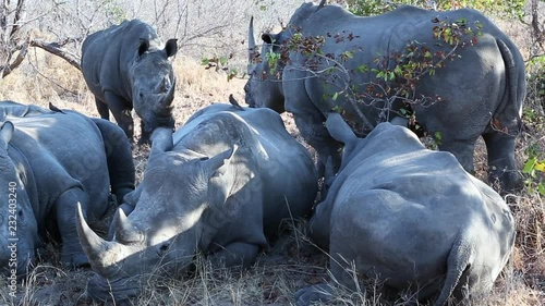 A crash of white rhinos lounging together in the wild photo