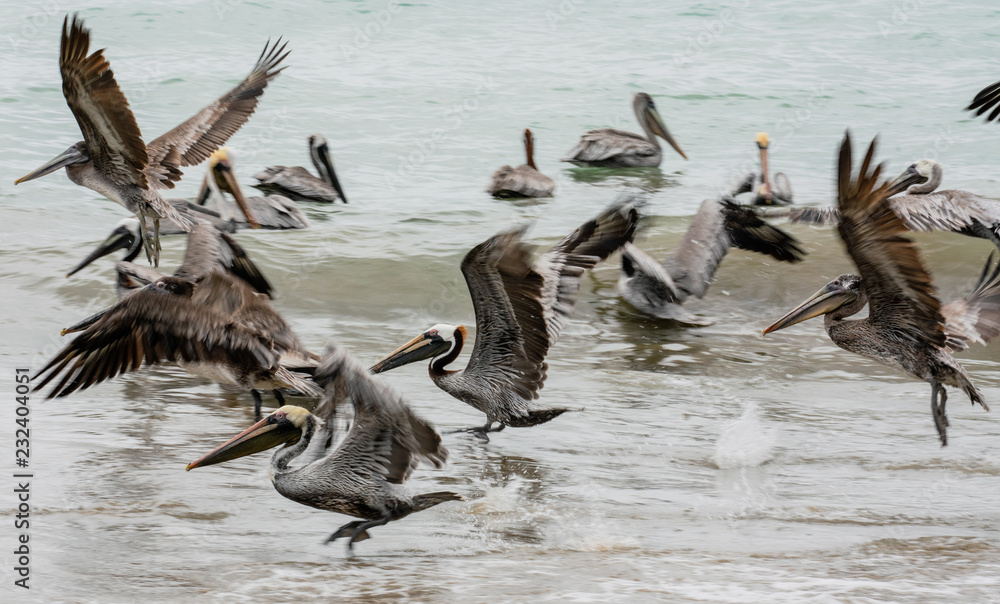 Fototapeta premium Brown pelicans sit in ocean in shallow water, or take flight