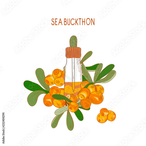 Sea buckthorn. Oil. Berries, a bottle, vial. Sketch. On a white background.