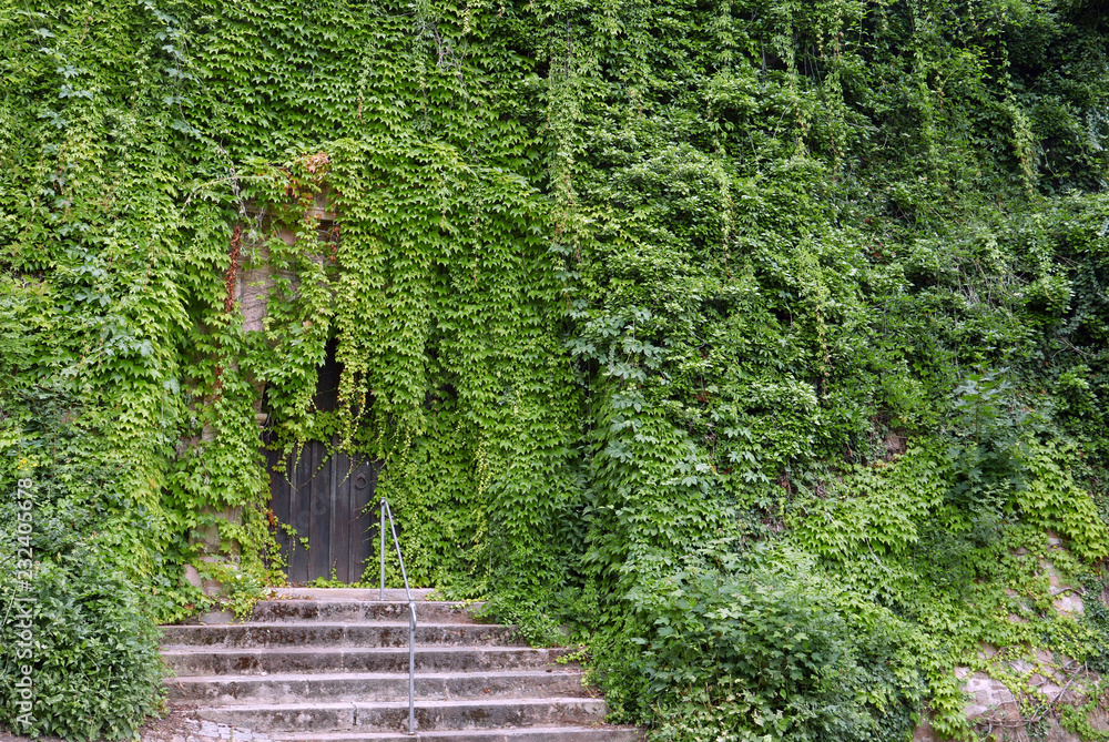 Fototapeta premium Wooden gate covered in ivy overgrowth