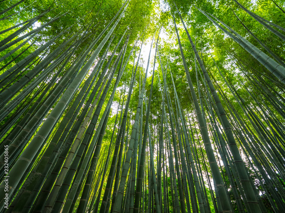 Bamboo Forest in Japan - a wonderful place for recreation Bamboo Forest in Japan - a wonderful place for recreation