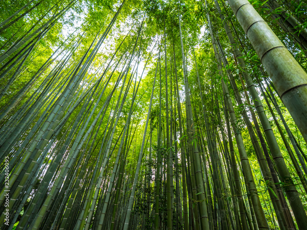 Tall Bamboo trees in an Japanese Forest Tall Bamboo trees in an Japanese Forest