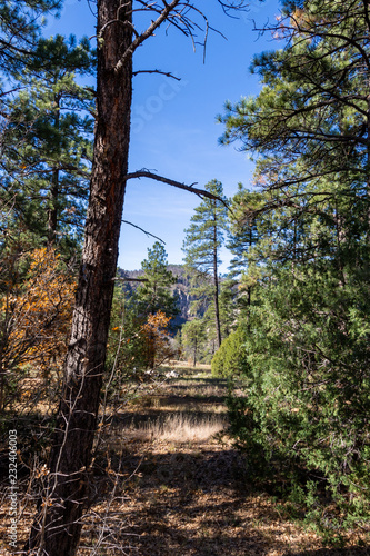 path in the forest