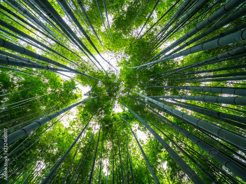 Amazing wide angle view of the Bamboo Forest in Kamakura