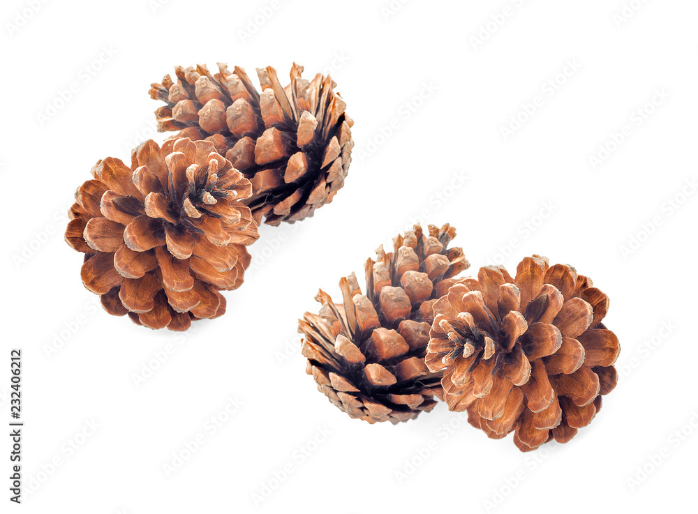 pine cone isolated on white background pine cone isolated on white background