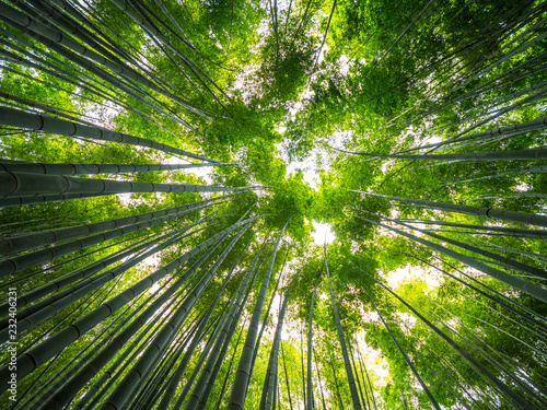 Tall Bamboo trees in an Japanese Forest