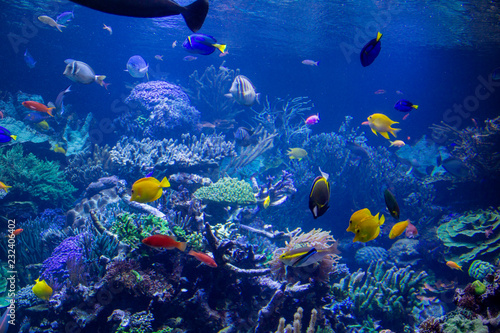 Aquarium reef © Anthony