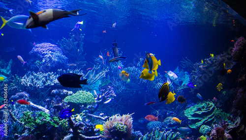 Aquarium reef