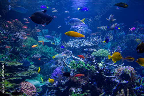 Fototapeta Naklejka Na Ścianę i Meble -  Aquarium reef