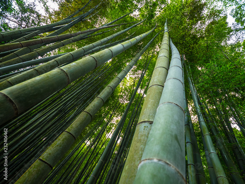 The tall bamboo trees of Kamakura - a wonderful place