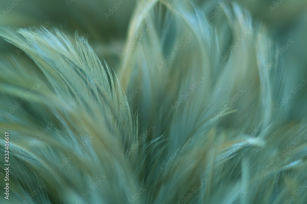 Blur Bird chickens feather texture for background, Fantasy, Abstract, soft color of art design. Blur Bird chickens feather texture for background, Fantasy, Abstract, soft color of art design.